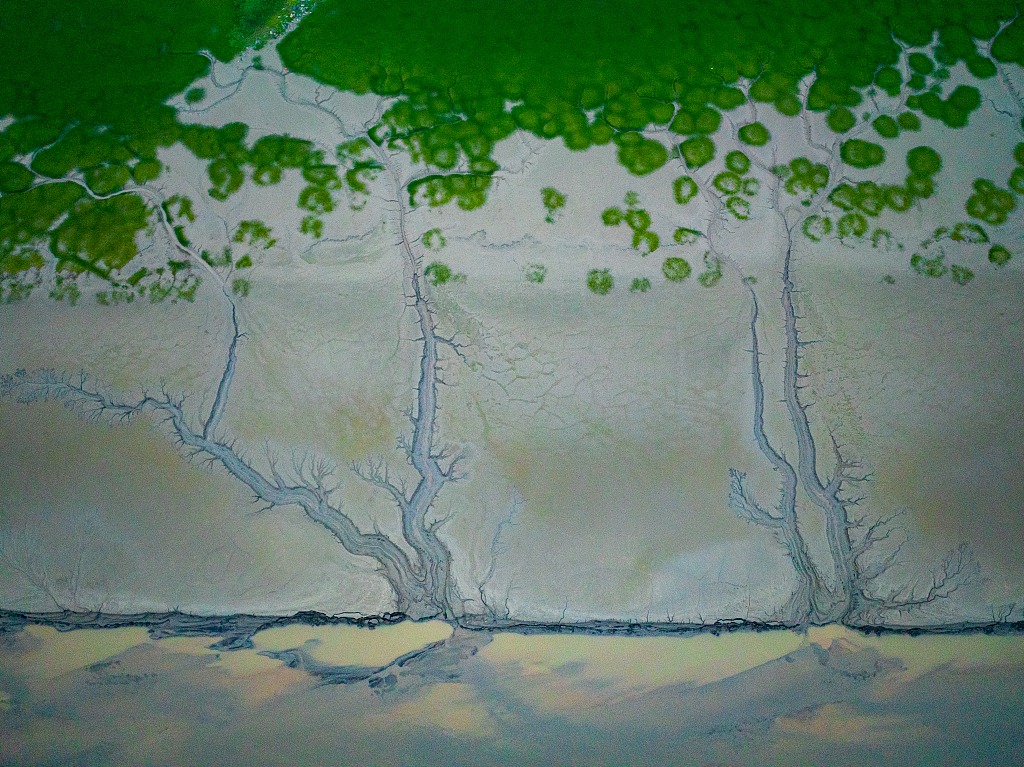 钱塘江退潮后滩涂现“绿色潮汐森林”