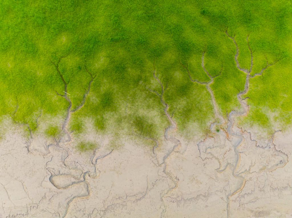 钱塘江退潮后滩涂现“绿色潮汐森林”