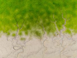 钱塘江退潮后滩涂现“绿色潮汐森林”