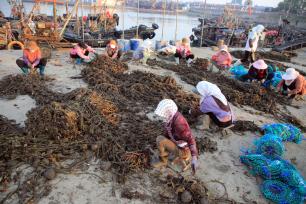 山东日照：渔民分笼养殖牡蛎