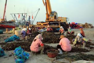 山东日照：渔民分笼养殖牡蛎