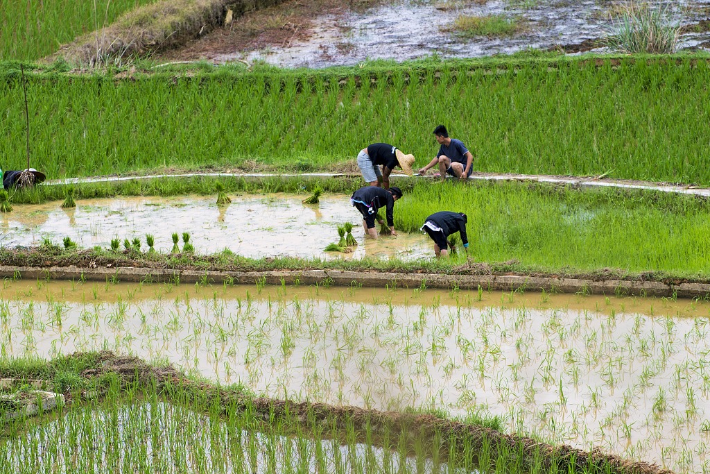 贵州黔东南州：农民抢农时忙耕作