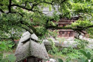 大利侗寨：参天古树掩映古朴木楼