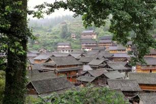 大利侗寨：参天古树掩映古朴木楼