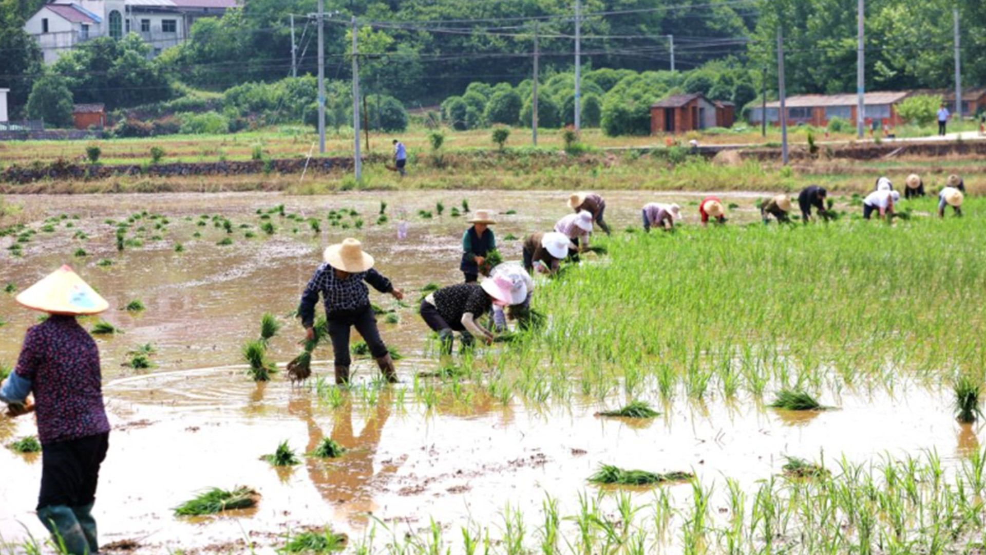 安徽六安：农民抢抓农时水稻插秧