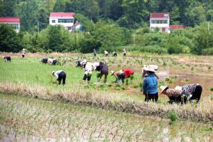 安徽六安：农民抢抓农时水稻插秧