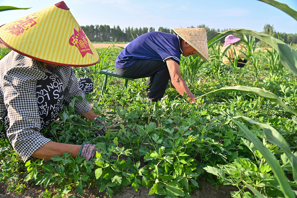 安徽亳州：村民为中药材白花前胡间苗