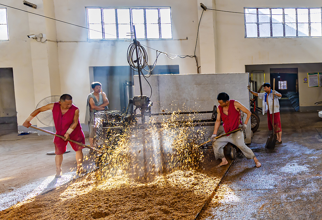 江苏泗洪：酒厂工人承袭古法酿酒