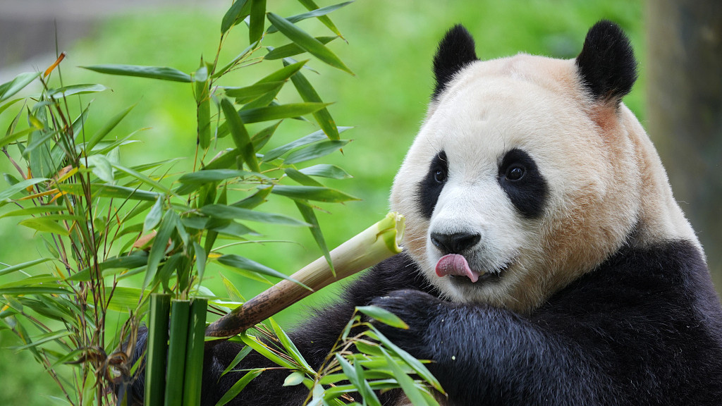 大熊猫“福宝”回国后首次与公众见面