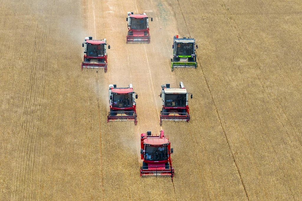 青岛：农机整齐列队抢收小麦