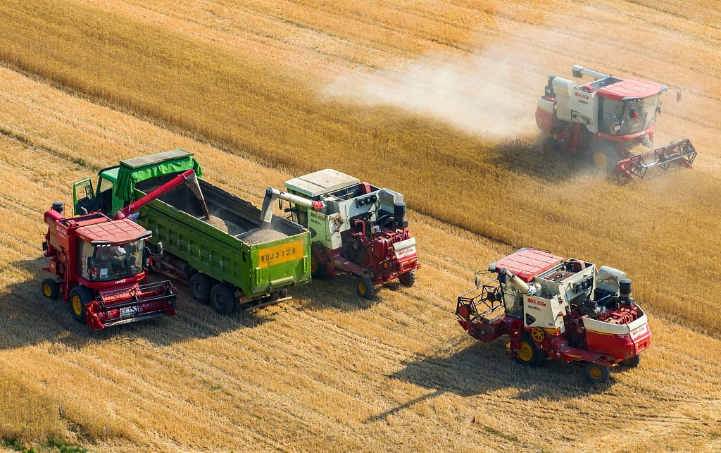 青岛：农机整齐列队抢收小麦