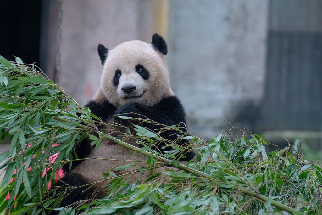 重庆：大熊猫享受美食 萌态十足