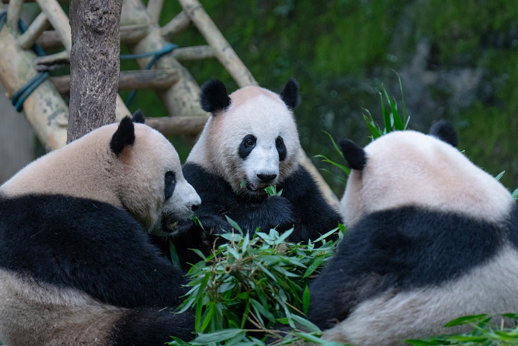 重庆：大熊猫享受美食 萌态十足