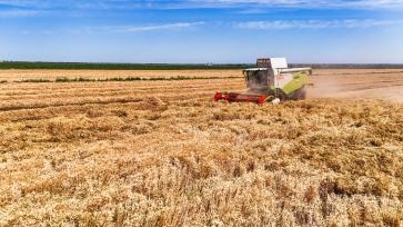 昌吉州：呼图壁县11.5万亩小麦进入收获期