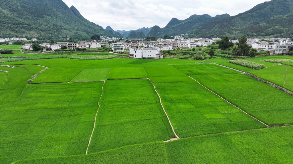 贵州兴义：水稻长势喜人 稻田围绕村庄民居