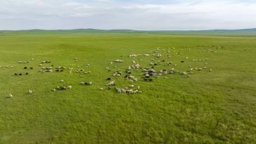 内蒙古“锡林郭勒羊”助力牧民增收