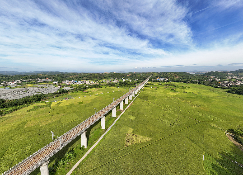 广西梧州：万亩稻谷与高铁相映成景