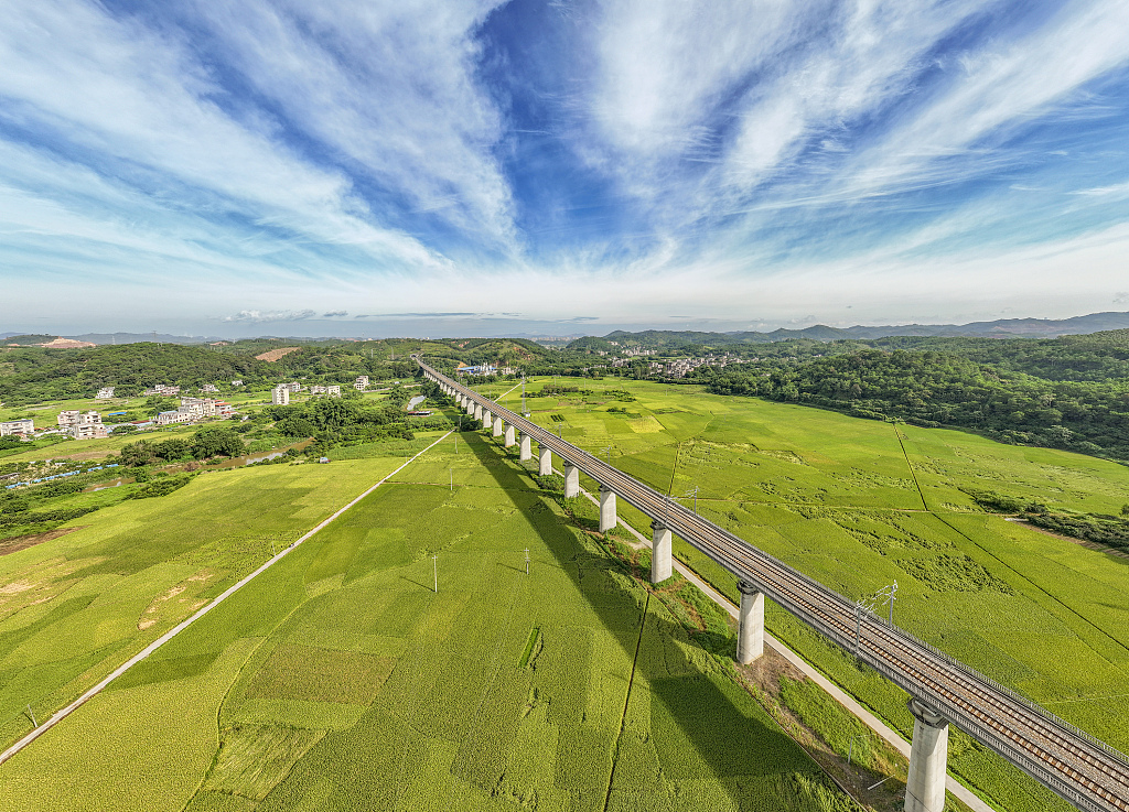 广西梧州：万亩稻谷与高铁相映成景