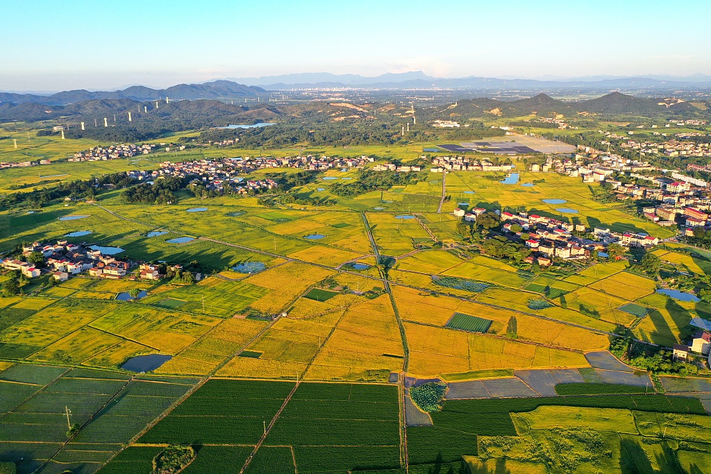 江西抚州：成片优质早稻成熟 大地披上金装