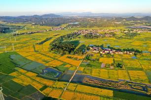 江西抚州：成片优质早稻成熟 大地披上金装