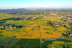 江西抚州：成片优质早稻成熟 大地披上金装