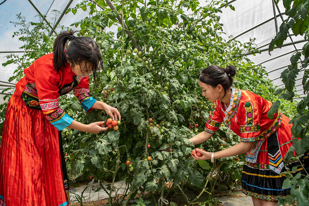 贵州毕节：大学生暑期“三下乡”助农采摘圣女果