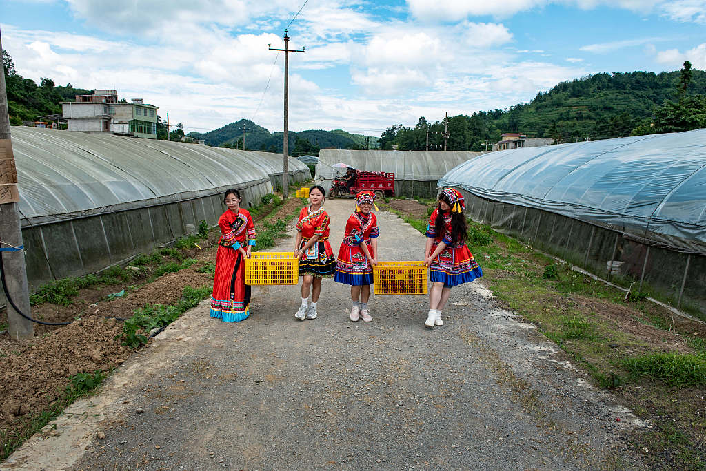 贵州毕节：大学生暑期“三下乡”助农采摘圣女果