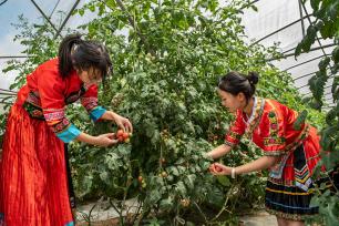 贵州毕节：大学生暑期“三下乡”助农采摘圣女果
