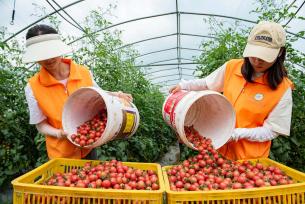 贵州毕节：大学生暑期“三下乡”助农采摘圣女果