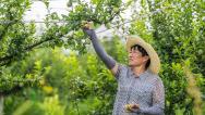 贵州毕节：村民种植基地管护皇后李