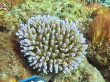 臺灣部分海域珊瑚出現大規模白化趨勢