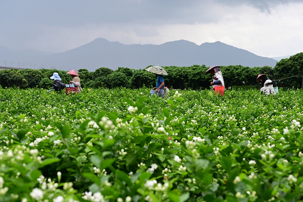 福州：台风“格美”过后 花农采摘茉莉花