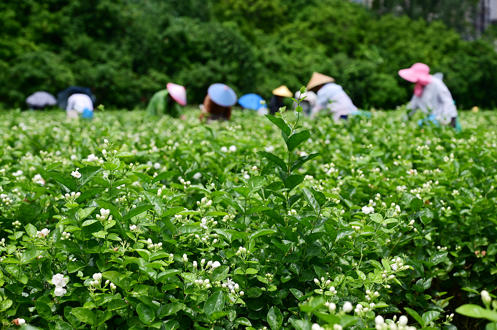 福州：台风“格美”过后 花农采摘茉莉花