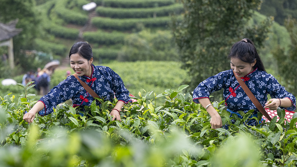 广西岑溪：茶农采收夏茶