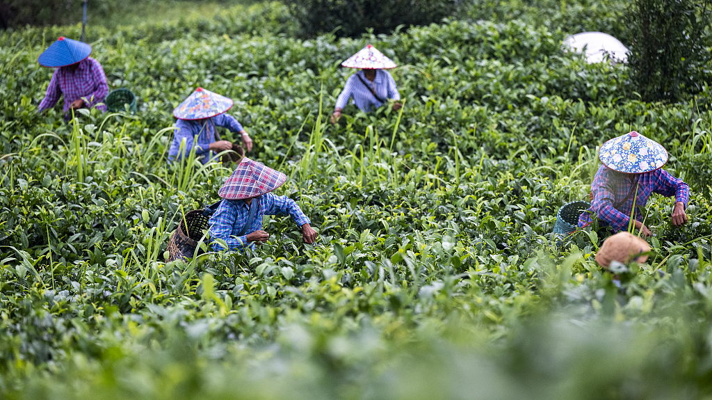 广西岑溪：茶农采收夏茶