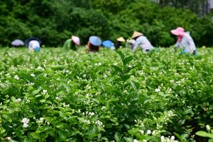 福州：台风“格美”过后 花农采摘茉莉花