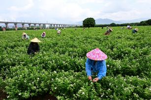 福州：台风“格美”过后 花农采摘茉莉花