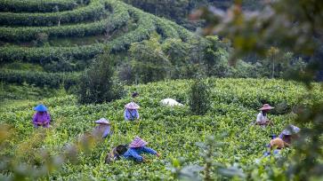 广西岑溪：茶农采收夏茶