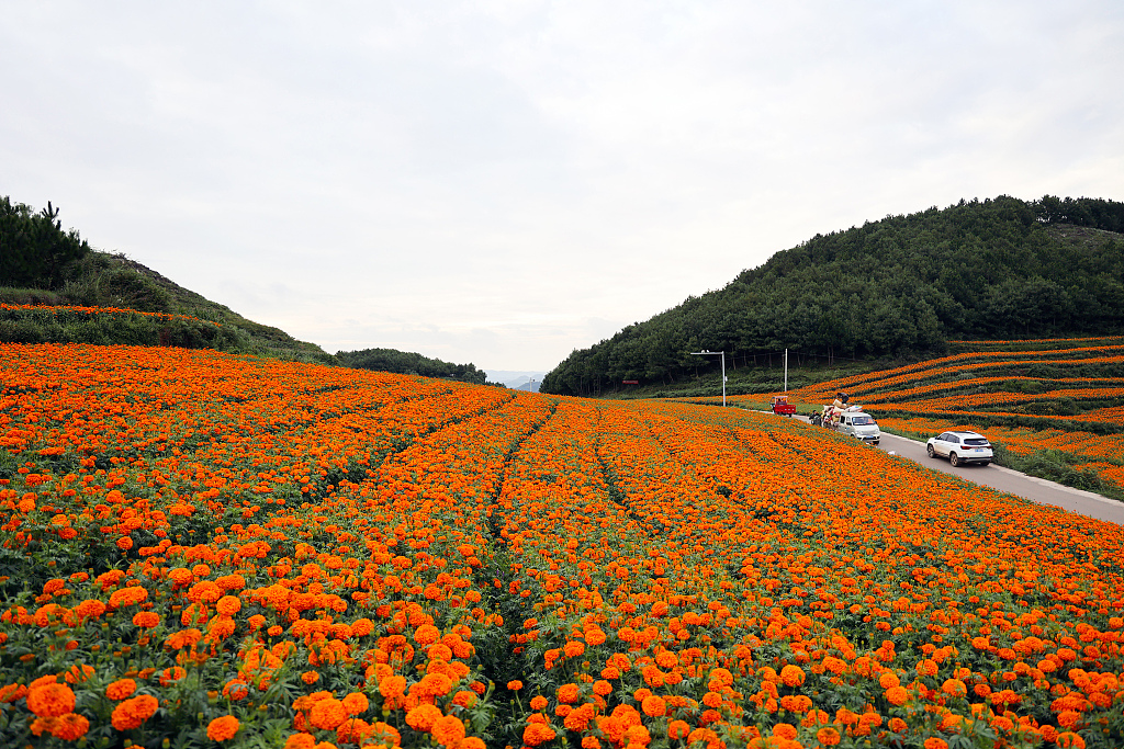 贵州毕节市：万寿菊开出“致富花”