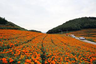 贵州毕节市：万寿菊开出“致富花”