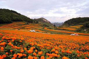 贵州毕节市：万寿菊开出“致富花”