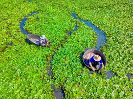 浙江湖州：村民划着菱桶采摘菱角