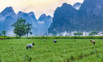 广西贺州：连片韭菜苔迎丰收