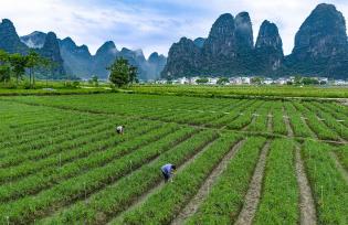 广西贺州：连片韭菜苔迎丰收