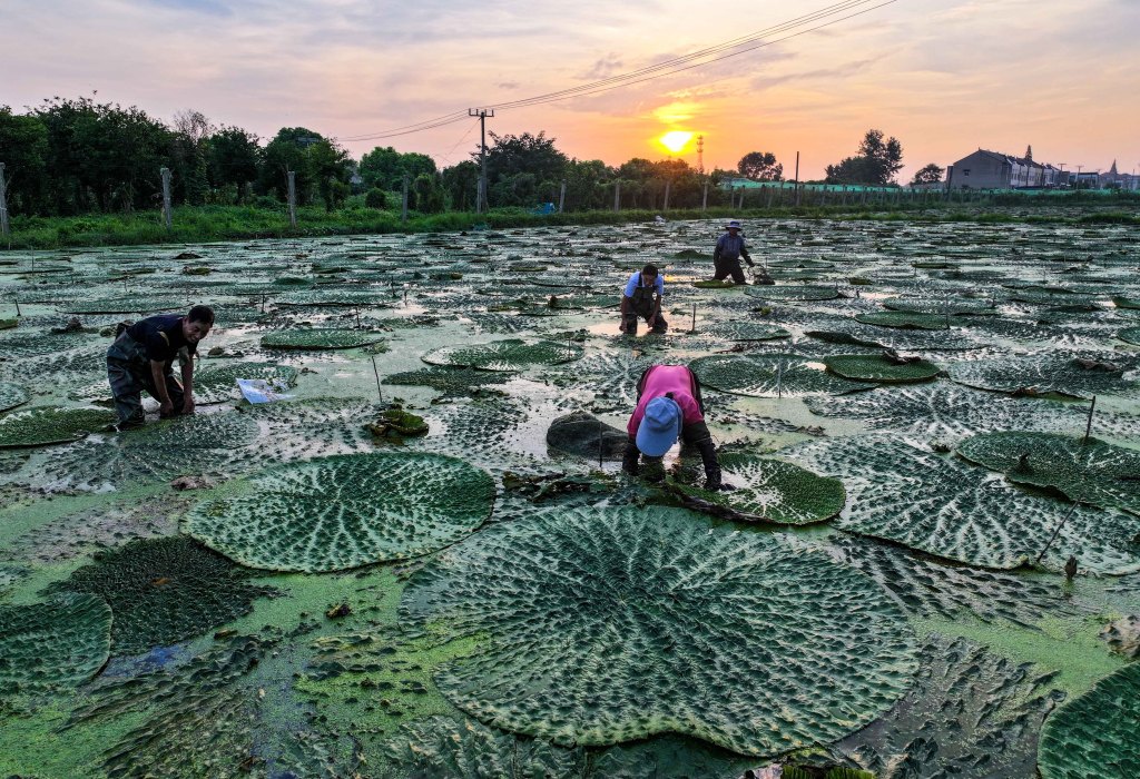 江苏泰州：芡实迎丰收 农户采摘忙