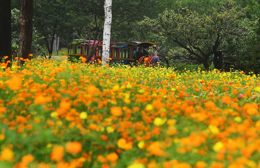 国家植物园花海灿烂 市民赏花游园迎七夕