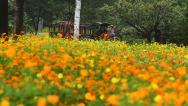 国家植物园花海灿烂 市民赏花游园迎七夕