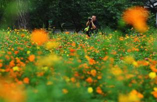 国家植物园花海灿烂 市民赏花游园迎七夕