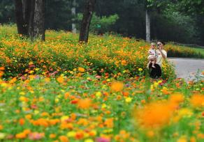 国家植物园花海灿烂 市民赏花游园迎七夕