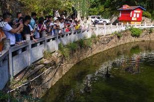 贵阳：黑天鹅池塘里秀恩爱迎七夕